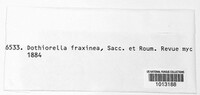 Dothiorella fraxinea image